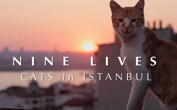 Chat in web in Istanbul
